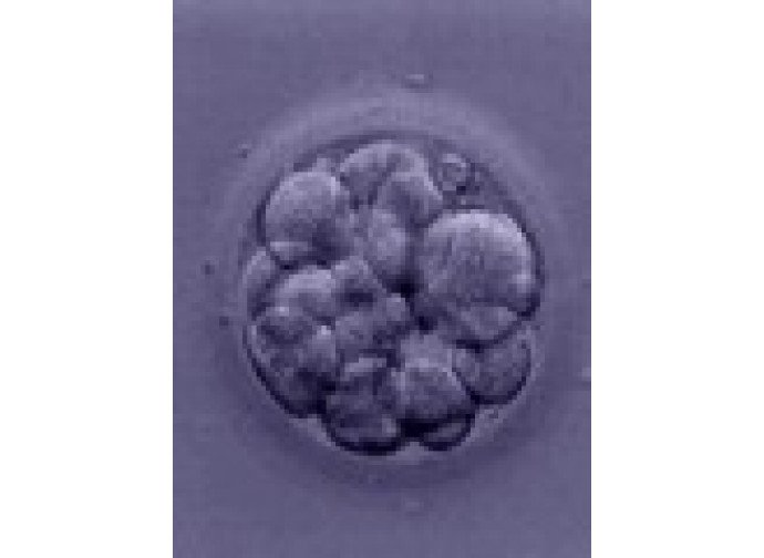 morula morula